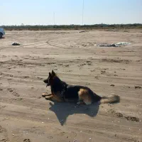 سگ ژرمن شولاین اصیل|سگ|آستانه اشرفیه, |دیوار