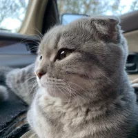 واگذاری گربه بریتیش