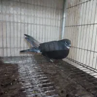 کفتر پلاکی پرشی سهره بخون|پرنده|قم, یزدانشهر|دیوار