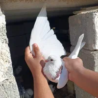 کبوتر|پرنده|پارسآباد, |دیوار