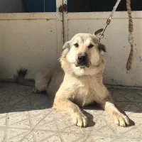 ماده سراب|سگ|بروجرد, |دیوار