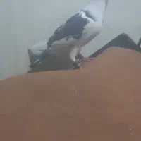 پلنگ سیاه قلدر سوسکی آلمان