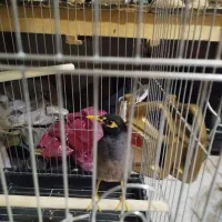 فروش سهره خاکی سهره سهره قناری مینا