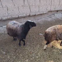 دوعدد قوچ افشاری درجه یک فروشی