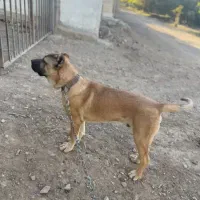 سگ سرابی دزدیده شده از مراغه روستای قشلاق|حیوانات|مراغه, |دیوار