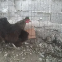 دو عدد مرغ تخمگذار