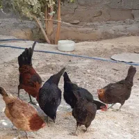 مرغ و خروس محلی اصل