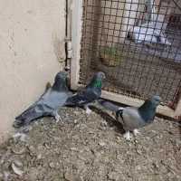 سه عددکبوترترکیه نر