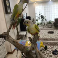 گرینچیک دایورت