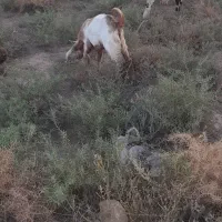 جاده اهواز خرمشهر روستای رامزیه|حیوانات مزرعه|اهواز, اسماعیلیه|دیوار