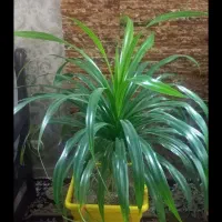 گلدون گیاه پاندانوس