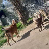 نقدی فروش میرسد