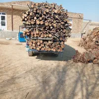 خریداره هرنوع درخت و ریشه یا کوتیح بصورت نقدنقد...|خدمات باغبانی و درختکاری|میاندوآب, |دیوار