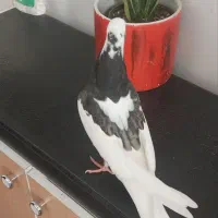 جوجه کبوتر|پرنده|شیراز, ریاستی|دیوار