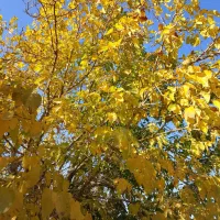 اجاره-ویلایی