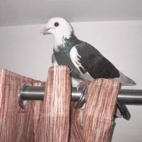 کفتر شازده تهرونی|پرنده|گرگان, |دیوار