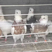 طوقی|پرنده|مبارکه, |دیوار