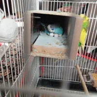 مرغ عشق|پرنده|کرمان, |دیوار