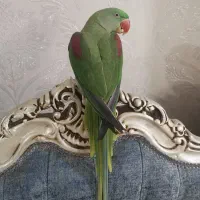 شاه طوطی رام و دستی پر صاف|پرنده|قرچک, زیبا شهر|دیوار