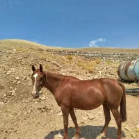 اسب|اسب و تجهیزات اسبسواری|طرهان, |دیوار