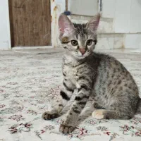 واگذاری پری خانوم