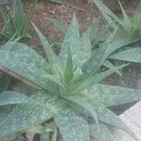 گل آلوورا|گل و گیاه طبیعی|اردکان, |دیوار