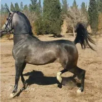 اسب سواری بصورت گشت آزاد|اسب و تجهیزات اسب‌سواری|خمینی‌شهر, |دیوار