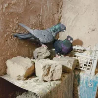 کبوتر موشی کاکلی به شرط