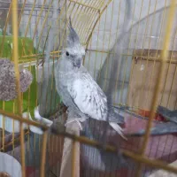 عروس هلندی ماده ایزابلا