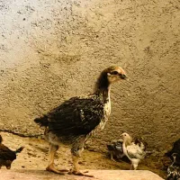 جوجه مرغ وخروس محلی واکسن خورده|حیوانات مزرعه|شیراز, دروازه قران|دیوار