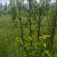 فروش باغچه سیب و گلابی|فروش زمین و ملک کلنگی|سیلوانه, |دیوار