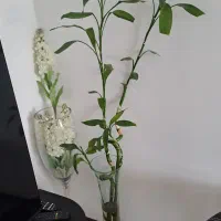 طرح برگ برنج اصل هند تنگ بزرگ  بامبو با گلدون|ظروف سرو و پذیرایی|پردیس, فاز ۱۱|دیوار
