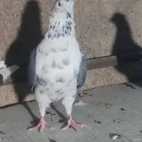 کفتر قاره نر