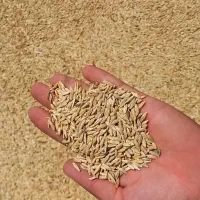 جو دیم فروش فوری