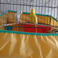 دوعددمرغ عشق سالم