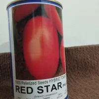 بزر گوجه‌فرنگی رقم رد استار