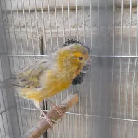 قناری سرمایی،بیابخونه ببر|پرنده|تبریز, |دیوار