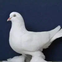 کبوتر برای فروش بخونش