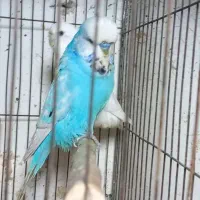 مرغ عشق انگلیسی جفت آماده گرید بالا|پرنده|آمل, |دیوار