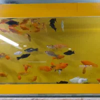 یکی بخر دوتاببر|ماهی|تربت جام, شهید مدرس|دیوار