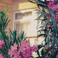 نیازمند نیروی خدمات