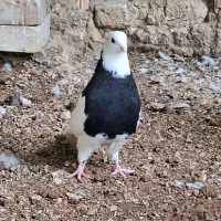 کبوتر طوقی ماده