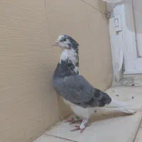 ۶عدد کبوتر زیر قیمت|پرنده|سیرجان, |دیوار