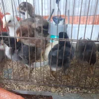 جوجه لاری|حیوانات مزرعه|رشت, تازه آباد|دیوار