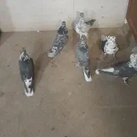 ۶عدد قاره دمسفید.پرسس قمی