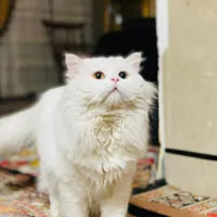 گربه پرشین شناسنامه دار