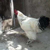 خروس برهما لایت اصل