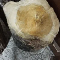 چوب درخت توت دارای رگه ریز