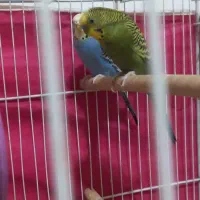 جفت مرغ عشق و مینا