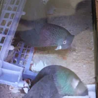 جفتی۱۵۰۰خریدارواقعی تماس بگیره